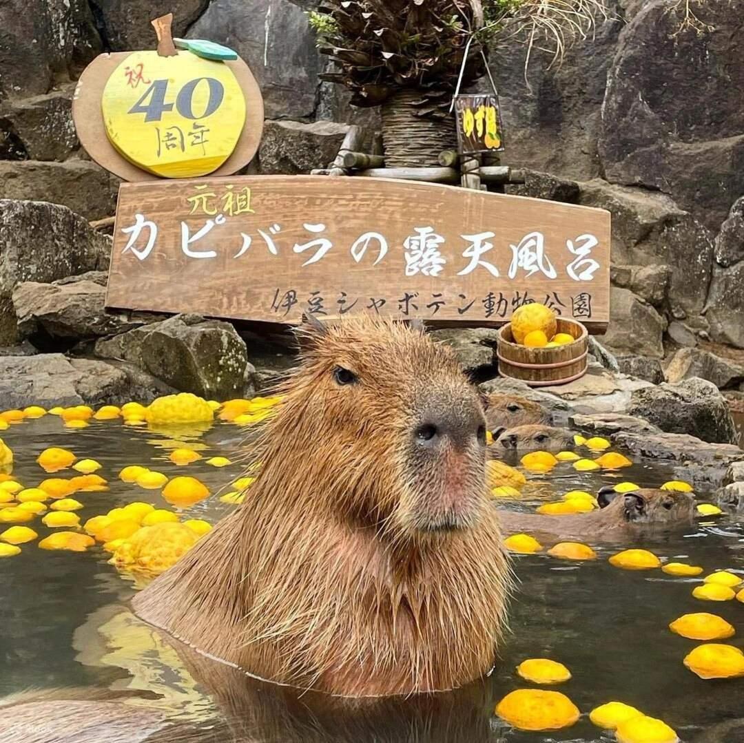 伊豆高原 温泉付別荘 Isana Mountain Villa Futo エクステリア 写真